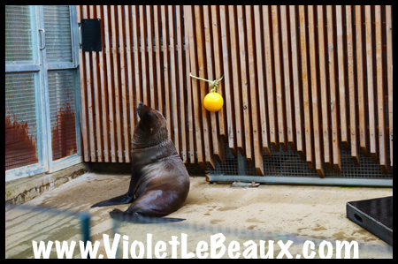 VioletLeBeaux-Melbourne-Zoo-1030359_1368 copy